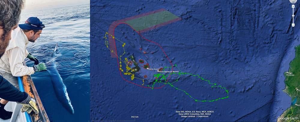 Izquierda: equipo de etiquetado listo para colocar una etiqueta satelital en un tiburón azul justo después del amanecer (Foto de Dennisse Arevalo) Derecha: Los primeros movimientos de dos de los tiburones azules etiquetados recientemente (trayectoria